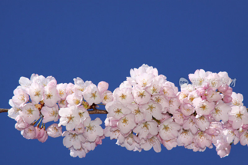 樱桃树开花