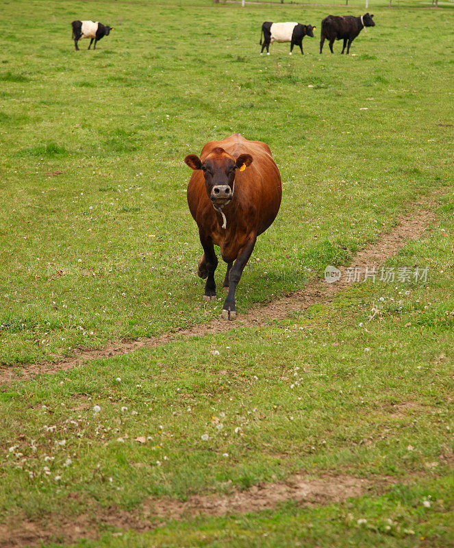 奶牛在田野里行走