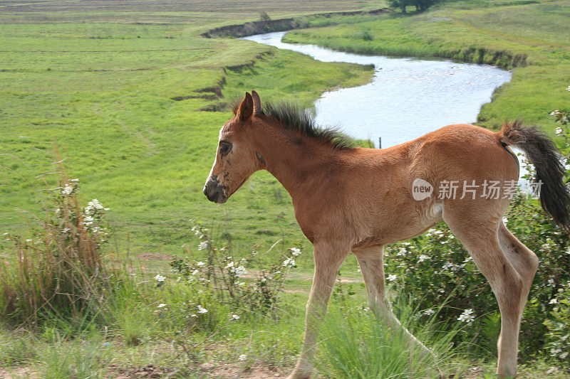 小母马驰骋