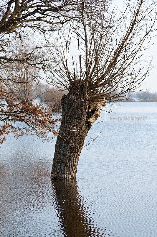 洪水中的柳树。