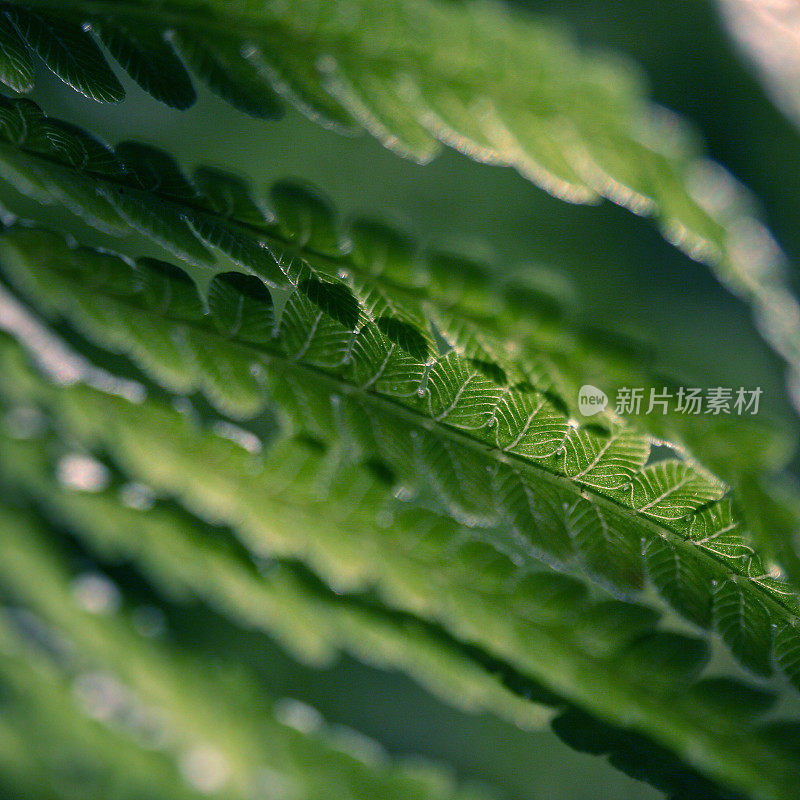 绿色的蕨类植物