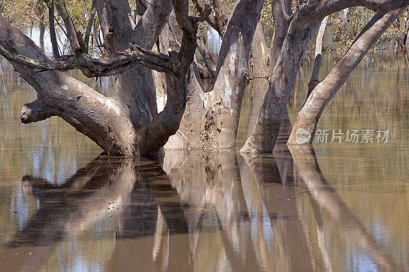 树在洪水中反射