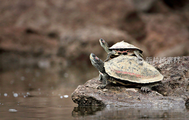 小乌龟骑在妈妈的背上