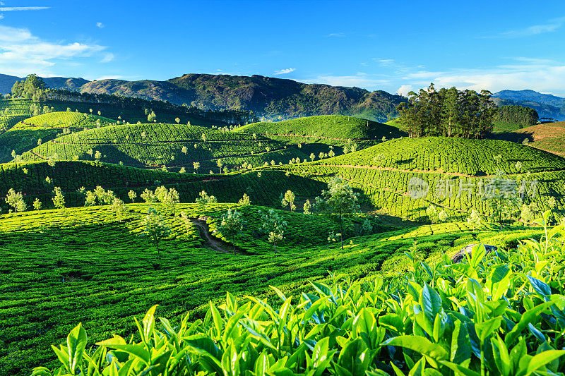 清晨，在亚洲印度的茶园