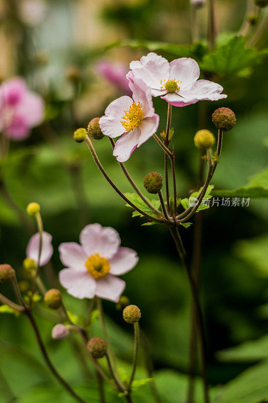 日本紫银莲花