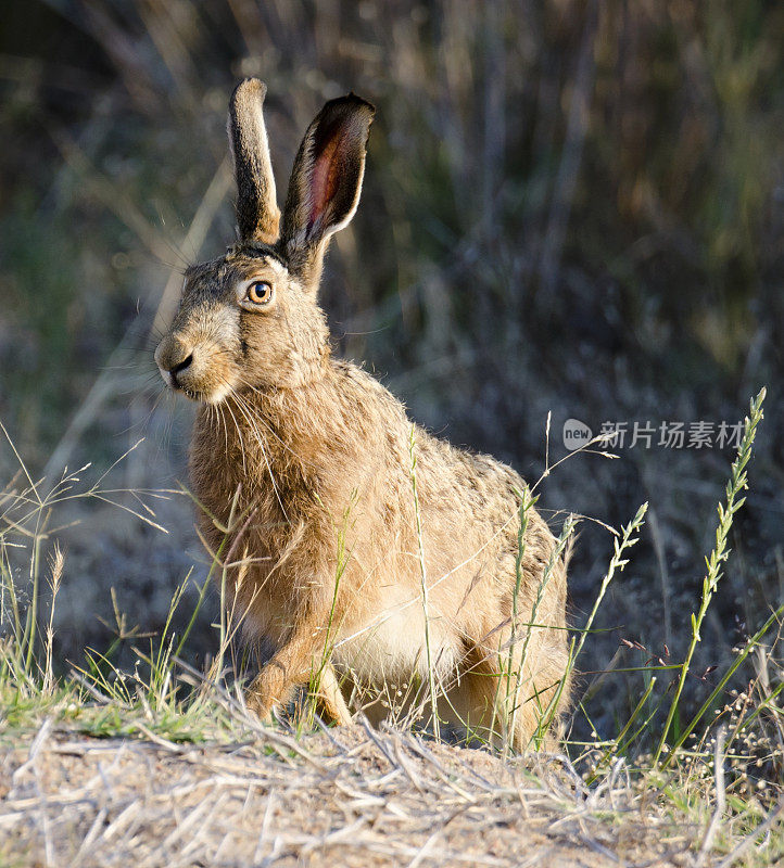 澳大利亚棕色野兔