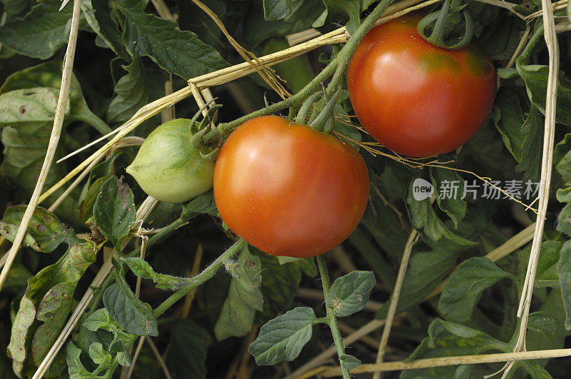 有机番茄在藤上成熟的特写