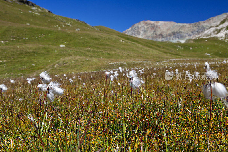 瑞士阿尔卑斯山的棉草