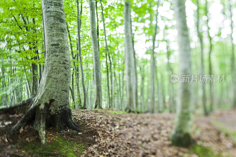 山毛榉林倾斜移位图像