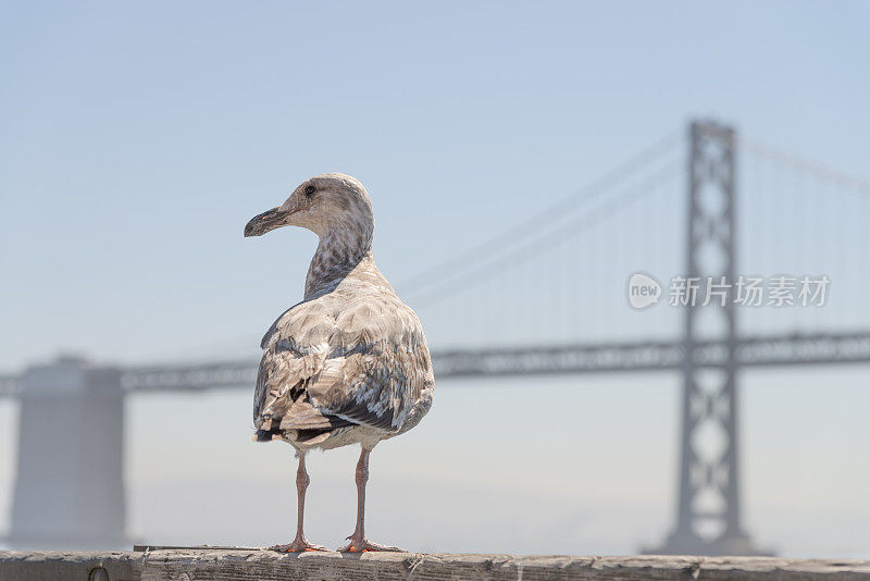 旧金山奥克兰海湾大桥上的鸟