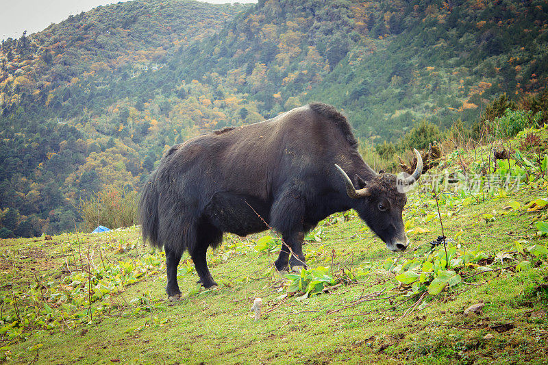 不丹山区的牦牛