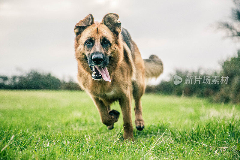 德国牧羊犬动作射击