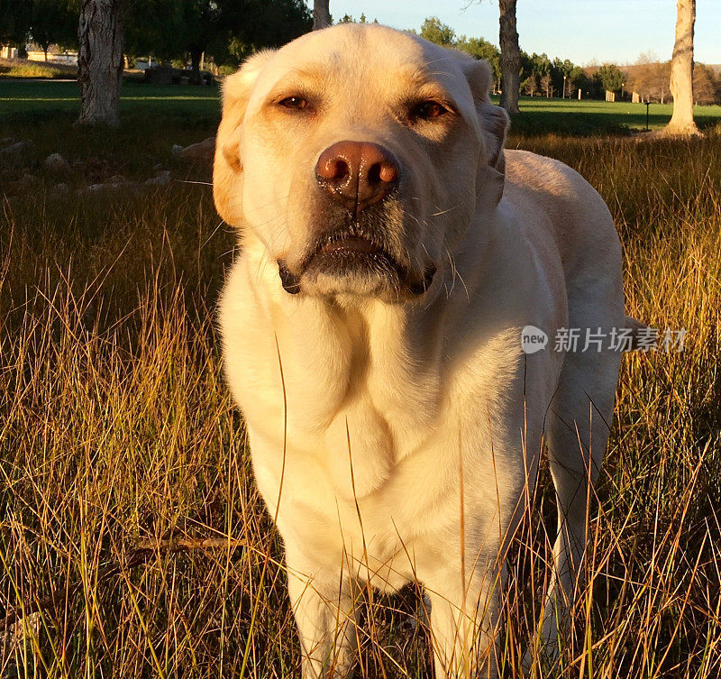 拉布拉多寻回犬