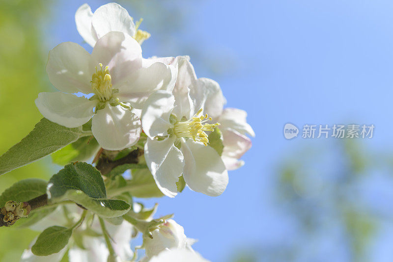 苹果树在蓝天下开花