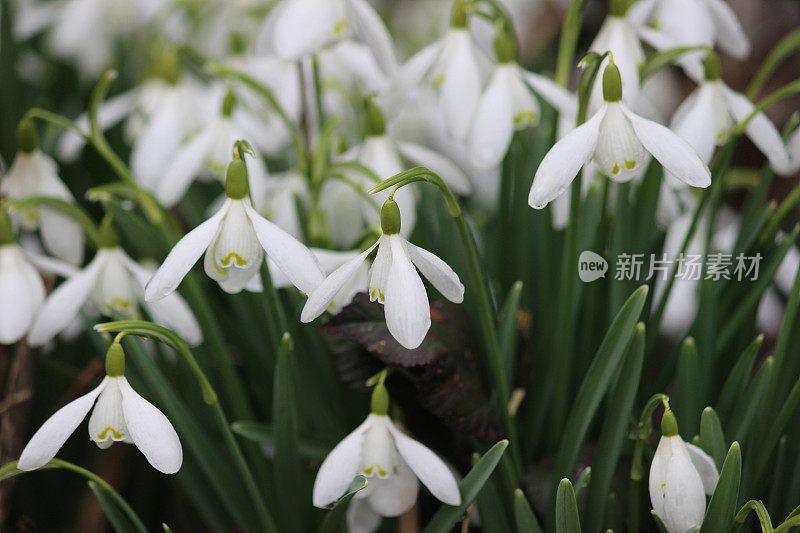 雪花莲的特写图片(雪花莲)