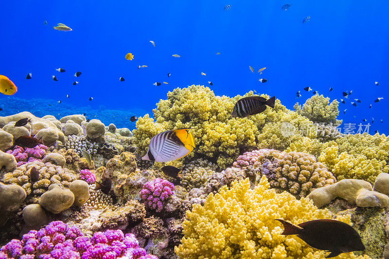 珊瑚花园礁在红海附近的马萨阿拉姆