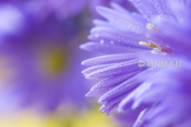 紫花植物特写