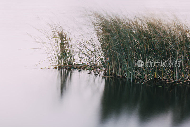 湖里的草随风飘动。