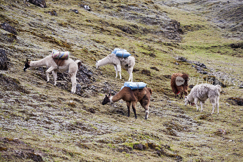 秘鲁，印加古道上的美洲驼