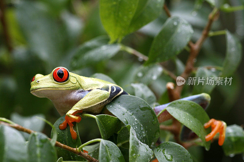 雨林中的红眼树蛙