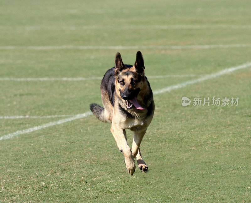 足球场上的德国警犬谢泼德