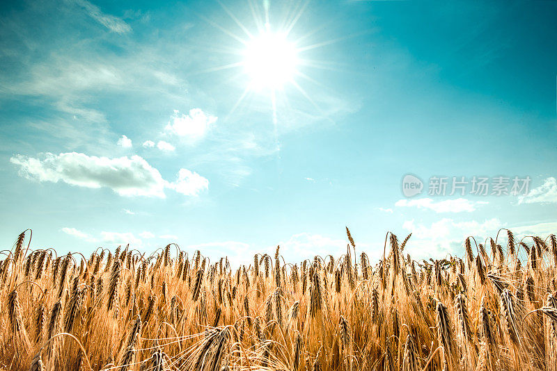 夏日的阳光照耀着金色的谷地