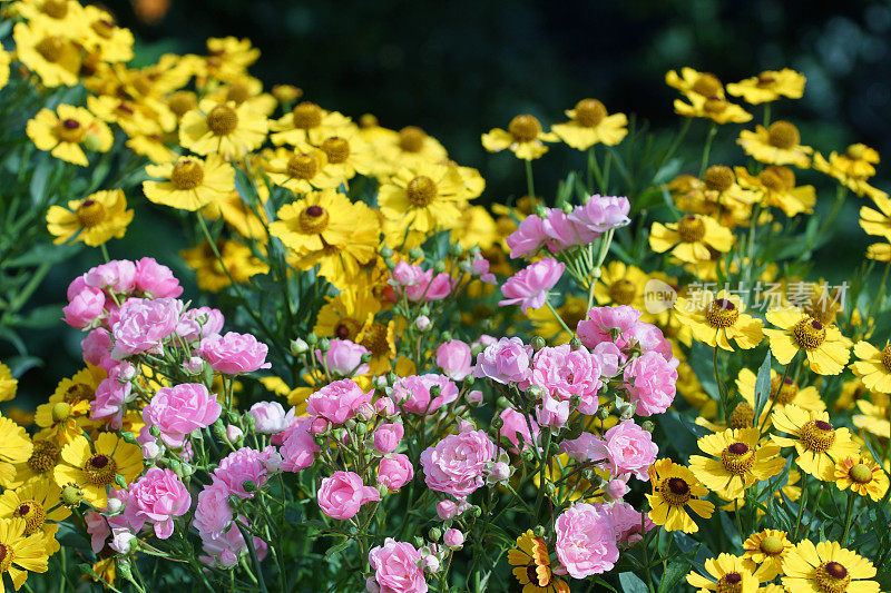 玫瑰和helenium