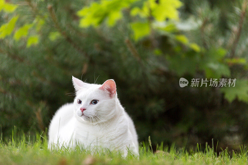 土耳其安哥拉猫