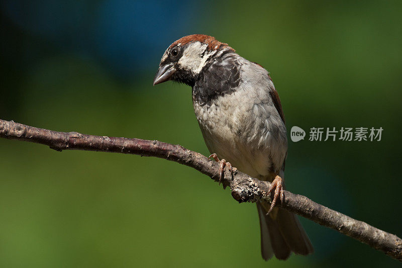 雄性家麻雀栖息在树上