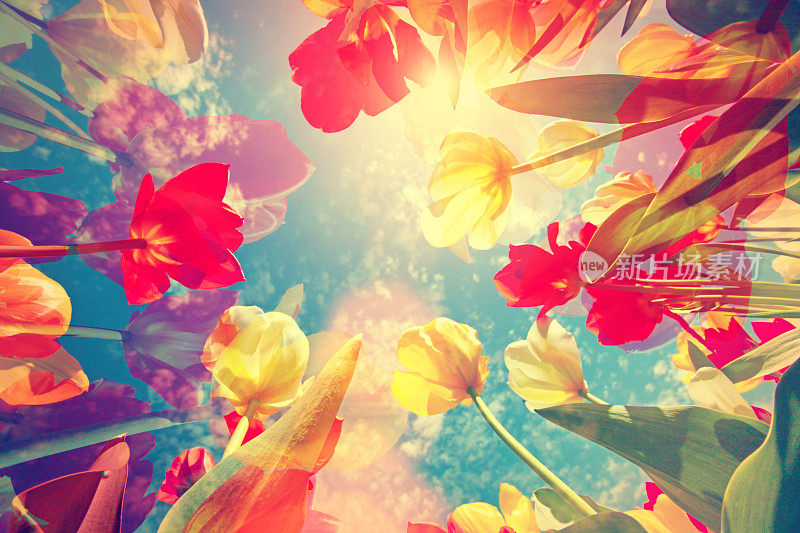 色彩丰富的背景花，郁金香和天空与柔和的色调