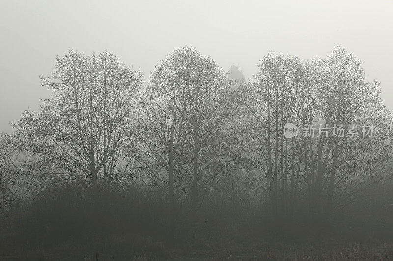 早晨雾中的高大树木，加拿大不列颠哥伦比亚省
