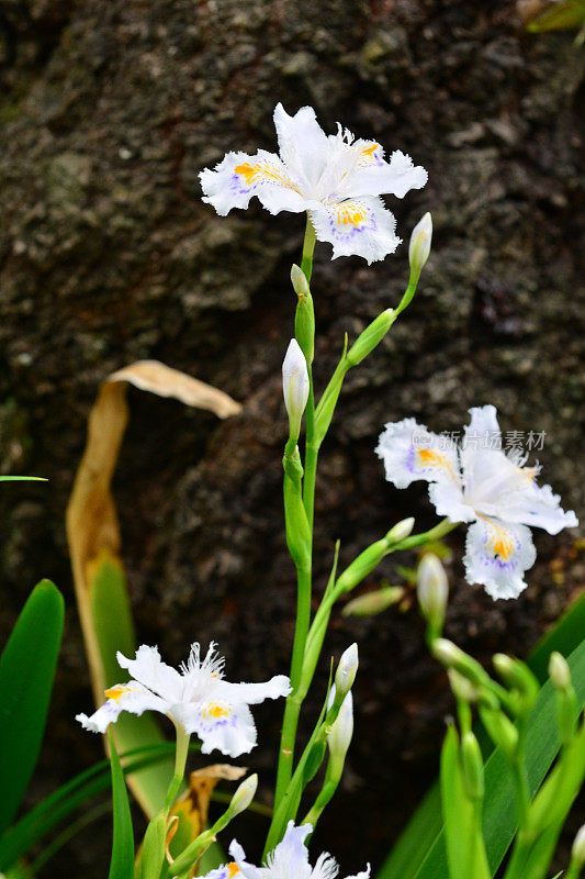 蝴蝶花