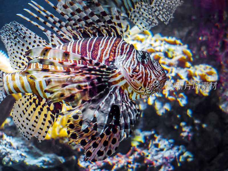 鱼在水族馆游泳的特写镜头