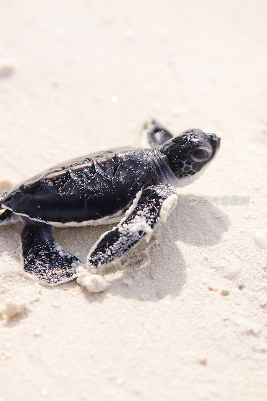 小海龟孵化