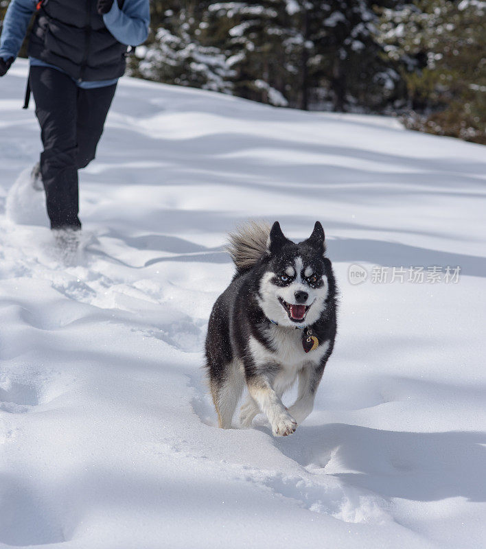 健康快乐的狗在雪地里奔跑，后面跟着一个徒步旅行的女人