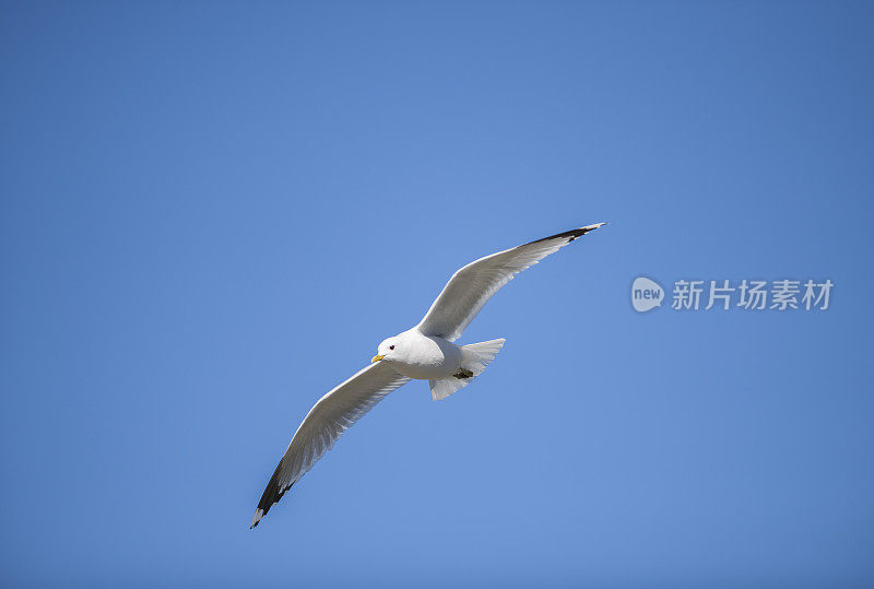 飞翔的海鸥和蓝天