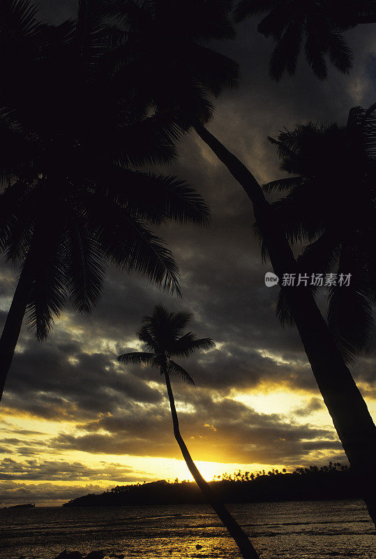日落的棕榈树