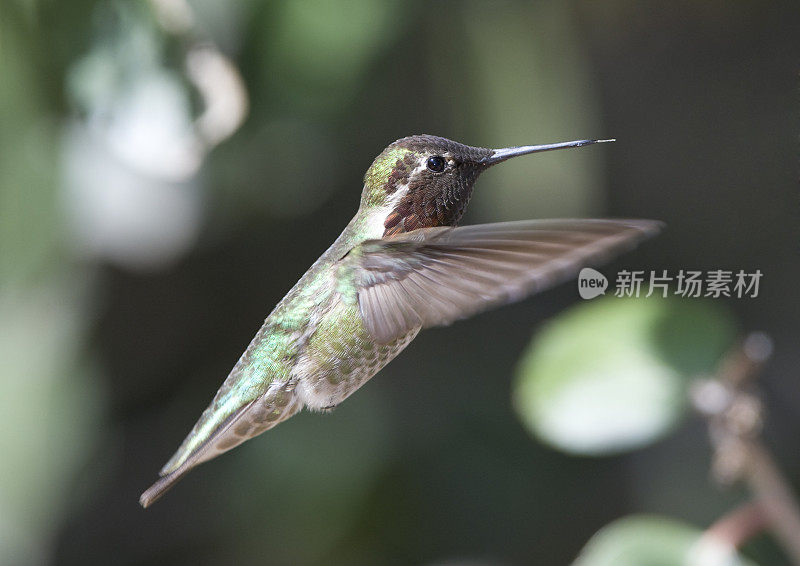 蜂鸟的飞行