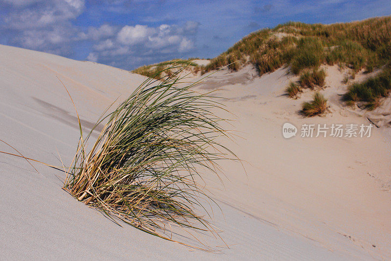 沙丘上的夏天