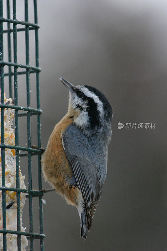 Red-breasted五子雀