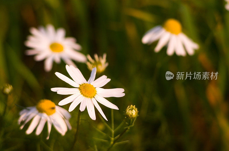 午后阳光下的雏菊