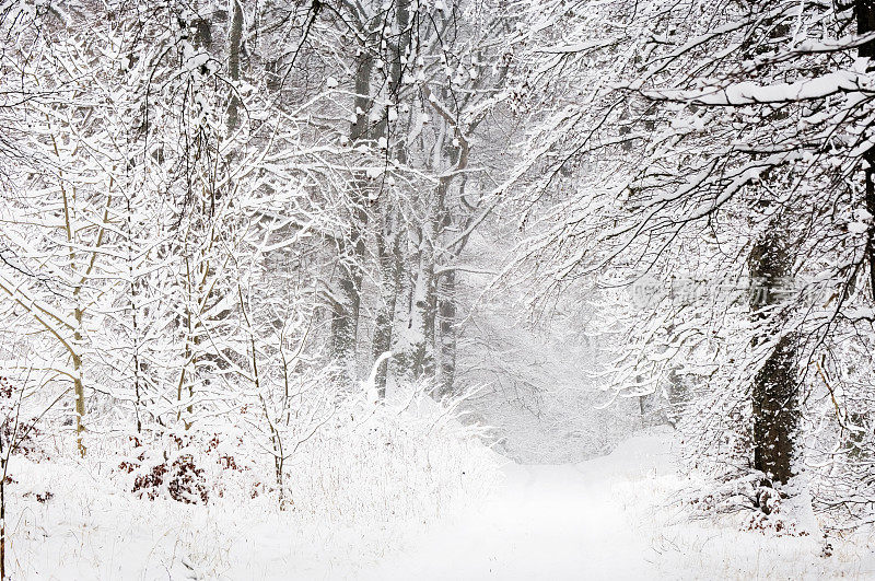 在雪地里穿过树林