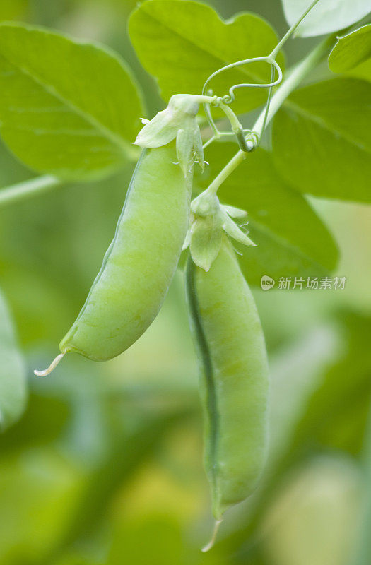 豆荚里的豌豆