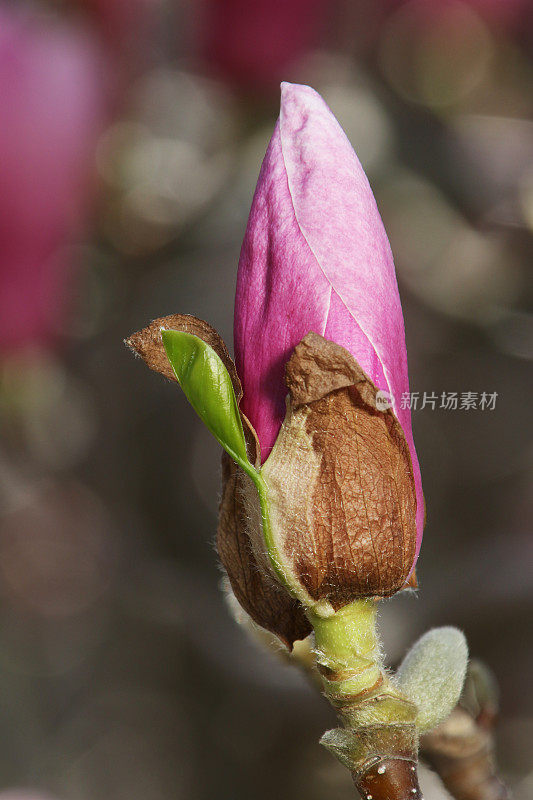 木兰树的花蕾。