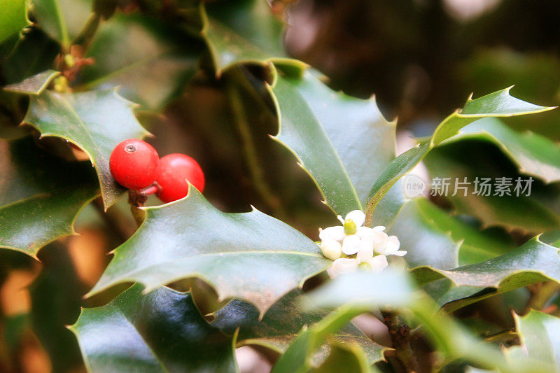 冬青植物