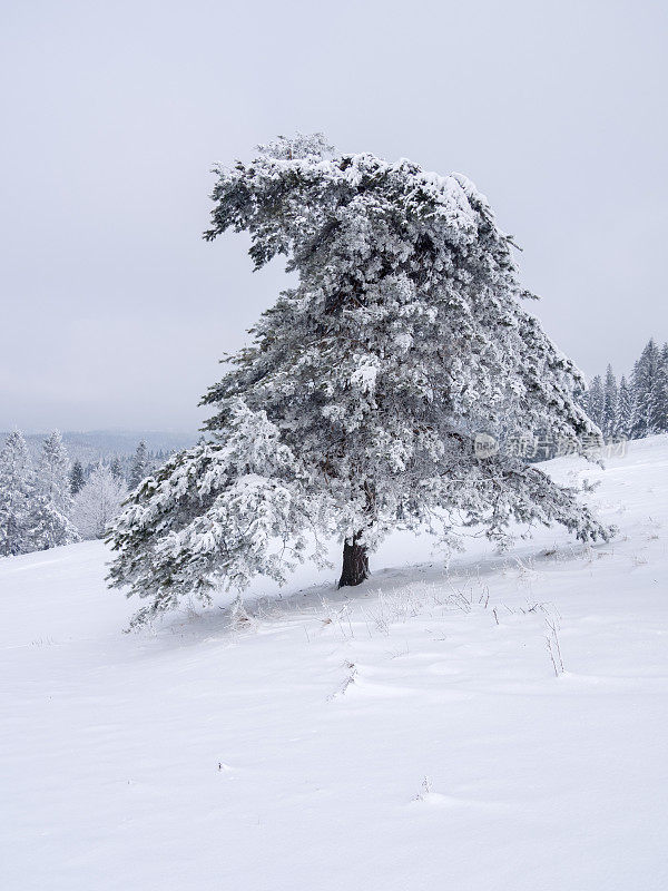 松树被雪覆盖的背景是冬天的山脉