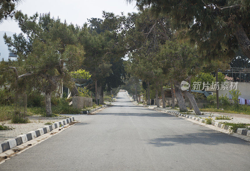 树木繁茂的道路