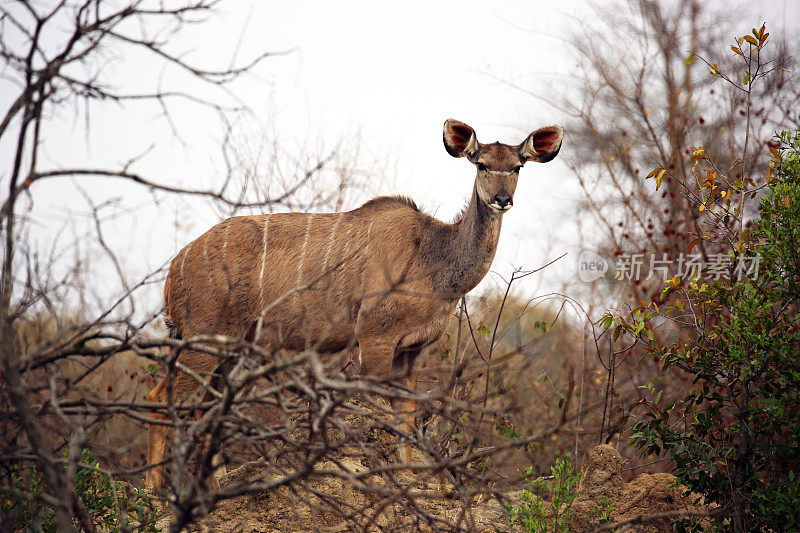 南非:克鲁格国家公园的大Kudu