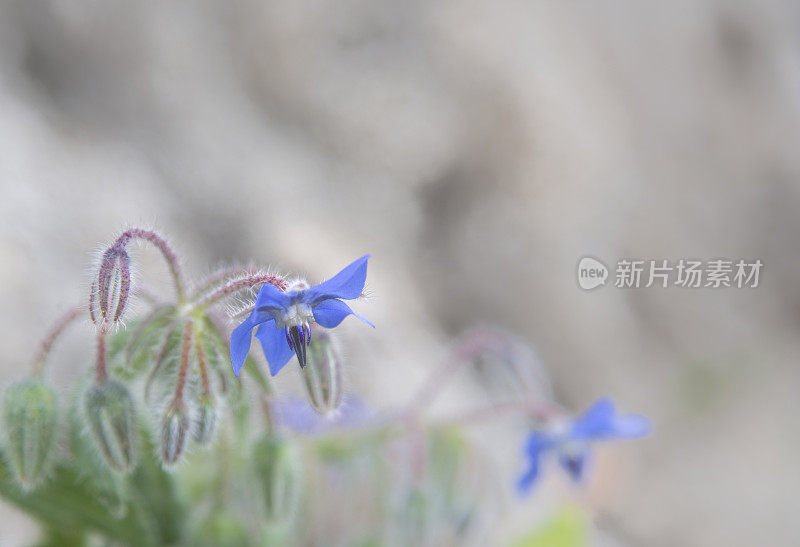 葡萄牙阿尔加维的野生琉璃苣花