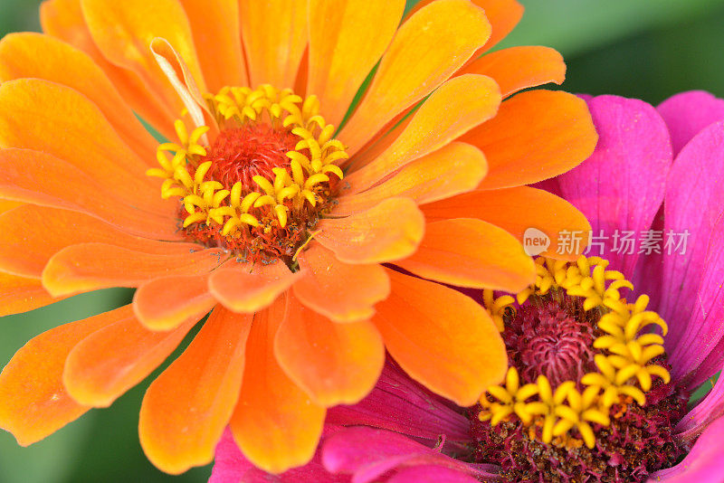 Zinnia在宏观